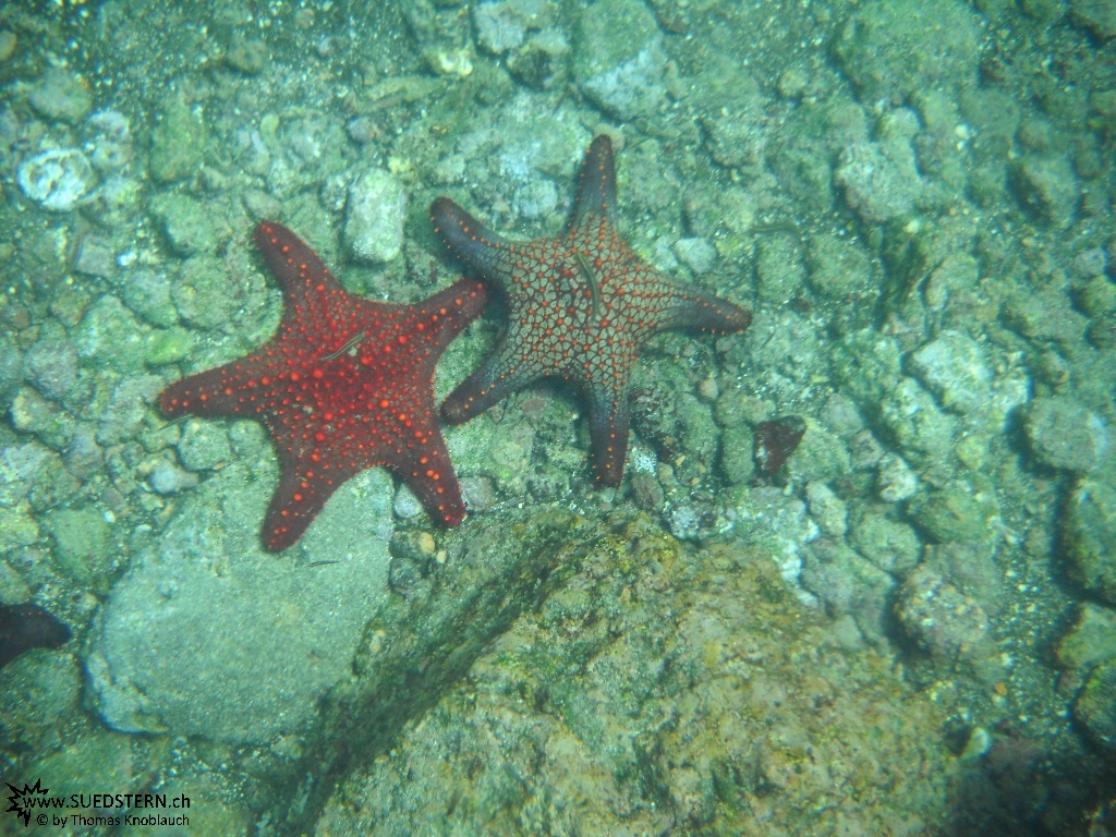Starfish - Underwater Galapagos 2010 -DSCN5797